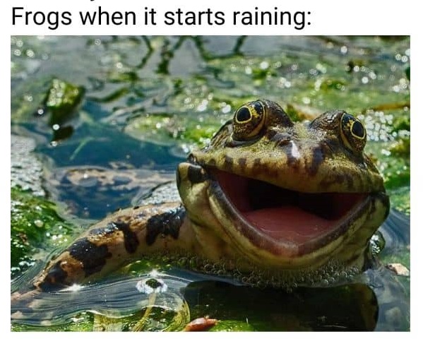 Frog-Meme-on-Rain c