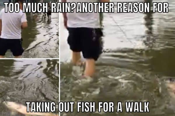 Too-Much-Rain-Meme-on-Fish